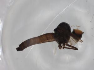  ( - BIOUG79418-C05)  @11 [ ] CreativeCommons - Attribution (2022) Centre for Biodiversity Genomics Centre for Biodiversity Genomics