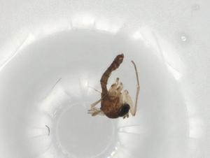  ( - BIOUG76379-E04)  @11 [ ] CreativeCommons - Attribution (2022) Centre for Biodiversity Genomics Centre for Biodiversity Genomics