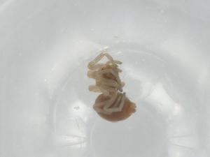  ( - BIOUG76364-E02)  @11 [ ] CreativeCommons - Attribution (2022) Centre for Biodiversity Genomics Centre for Biodiversity Genomics