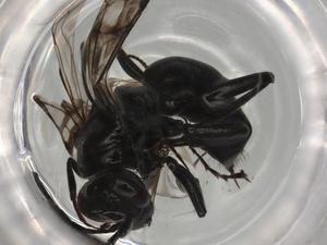  ( - BIOUG78132-F12)  @11 [ ] CreativeCommons - Attribution (2022) Centre for Biodiversity Genomics Centre for Biodiversity Genomics