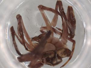  ( - BIOUG77260-C06)  @11 [ ] CreativeCommons - Attribution (2022) Centre for Biodiversity Genomics Centre for Biodiversity Genomics