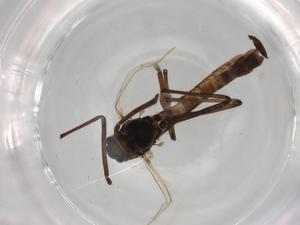  ( - BIOUG78156-G12)  @11 [ ] CreativeCommons - Attribution (2022) Centre for Biodiversity Genomics Centre for Biodiversity Genomics