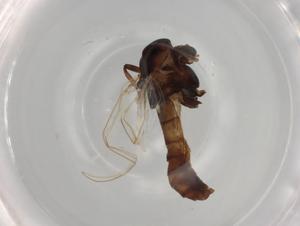  ( - BIOUG78157-A11)  @11 [ ] CreativeCommons - Attribution (2022) Centre for Biodiversity Genomics Centre for Biodiversity Genomics