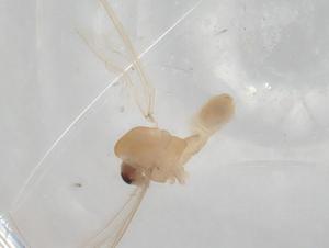  ( - BIOUG78168-F08)  @11 [ ] CreativeCommons - Attribution (2022) Centre for Biodiversity Genomics Centre for Biodiversity Genomics