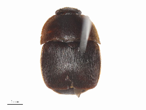  ( - CBG-A46912-A09)  @11 [ ] CreativeCommons - Attribution Share - Alike (2024) CBG Photography Group Centre for Biodiversity Genomics
