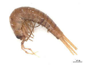  (Madagaschiloides - CBG-A48498-G09)  @11 [ ] CreativeCommons - Attribution (2024) CBG Photography Group Centre for Biodiversity Genomics