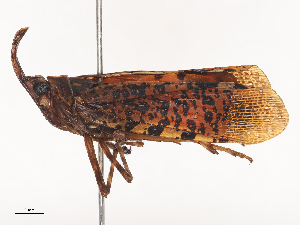  (Belbina - CBG-A45180-G04)  @11 [ ] CreativeCommons - Attribution Share - Alike (2024) CBG Photography Group Centre for Biodiversity Genomics