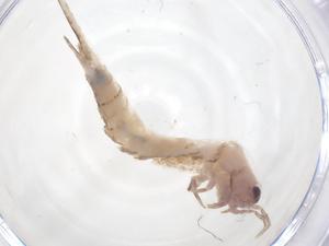  (Madagaschiloides - CBG-A46280-F01)  @11 [ ] CreativeCommons - Attribution Share - Alike (2024) Centre for Biodiversity Genomics Centre for Biodiversity Genomics