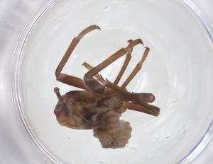  (Flatida rosea - CBG-A46697-H11)  @11 [ ] CreativeCommons - Attribution Share - Alike (2024) Centre for Biodiversity Genomics Centre for Biodiversity Genomics