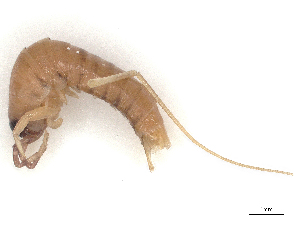  ( - CBG-A59551-H05)  @11 [ ] CreativeCommons - Attribution Share - Alike (2025) CBG Photography Group Centre for Biodiversity Genomics