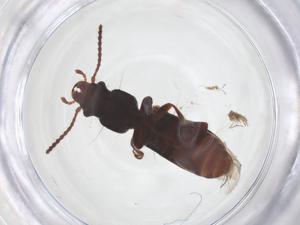  (Chaetosomatidae - CBG-A62772-A09)  @11 [ ] CreativeCommons - Attribution Share - Alike (2025) Centre for Biodiversity Genomics Centre for Biodiversity Genomics