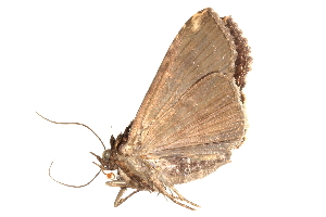  (Lophoptera khasiana - BIOUG12331-D05)  @12 [ ] CreativeCommons - Attribution (2015) CBG Photography Group Centre for Biodiversity Genomics