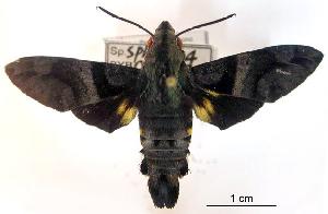  (Macroglossum melas pullius - USNM ENT 00455192)  @15 [ ] Unspecified (default): All Rights Reserved  Unspecified Unspecified