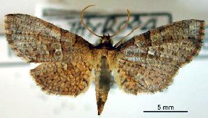  ( - USNM ENT 00453955)  @13 [ ] Unspecified (default): All Rights Reserved  Unspecified Unspecified