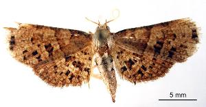  ( - USNM ENT 00493676)  @13 [ ] Unspecified (default): All Rights Reserved  Unspecified Unspecified