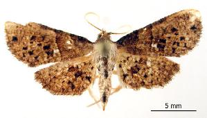  ( - USNM ENT 00490680)  @13 [ ] Unspecified (default): All Rights Reserved  Unspecified Unspecified