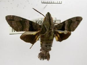  ( - USNM ENT 00459495)  @13 [ ] Unspecified (default): All Rights Reserved  Unspecified Unspecified