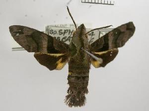  ( - USNM ENT 00459830)  @13 [ ] Unspecified (default): All Rights Reserved  Unspecified Unspecified