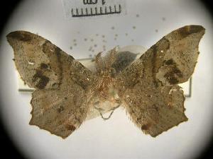  ( - USNM ENT 00494944)  @13 [ ] Unspecified (default): All Rights Reserved  Unspecified Unspecified