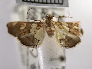  ( - USNM ENT 00497536)  @13 [ ] Unspecified (default): All Rights Reserved  Unspecified Unspecified