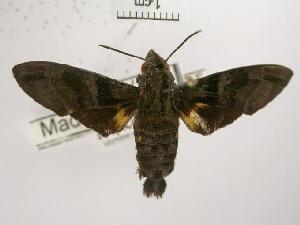  ( - USNM ENT 00499193)  @13 [ ] Unspecified (default): All Rights Reserved  Unspecified Unspecified