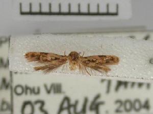  (LepidopteraGEN sp. AAH4358 - USNM ENT 00499546)  @13 [ ] Unspecified (default): All Rights Reserved  Unspecified Unspecified