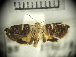  (Polygiton sp. AAH1014 - USNM ENT 00503069)  @14 [ ] Unspecified (default): All Rights Reserved  Unspecified Unspecified