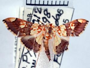  ( - USNM ENT 00504540)  @13 [ ] Unspecified (default): All Rights Reserved  Unspecified Unspecified