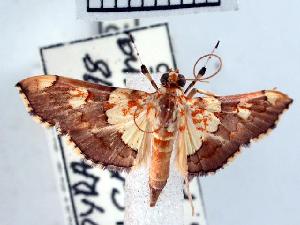  ( - USNM ENT 00507013)  @13 [ ] Unspecified (default): All Rights Reserved  Unspecified Unspecified