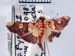  ( - USNM ENT 00507028)  @13 [ ] Unspecified (default): All Rights Reserved  Unspecified Unspecified