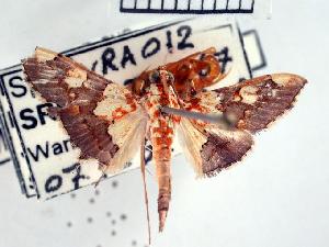  ( - USNM ENT 00507032)  @13 [ ] Unspecified (default): All Rights Reserved  Unspecified Unspecified