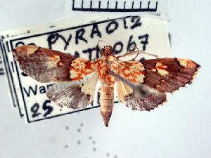  ( - USNM ENT 00507037)  @13 [ ] Unspecified (default): All Rights Reserved  Unspecified Unspecified