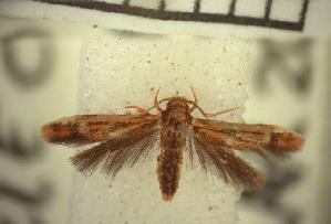  (LepidopteraGEN sp. AAH4361 - USNM ENT 00508849)  @14 [ ] Unspecified (default): All Rights Reserved  Unspecified Unspecified