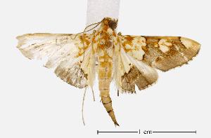  ( - USNM ENT 00733517)  @13 [ ] Unspecified (default): All Rights Reserved  Unspecified Unspecified