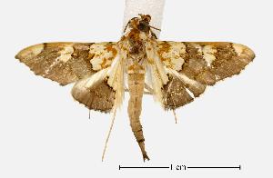  ( - USNM ENT 00733516)  @13 [ ] Unspecified (default): All Rights Reserved  Unspecified Unspecified