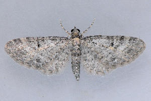  (Eupithecia sp. 18 - MDOK-1022)  @13 [ ] Copyright (2010) Unspecified Unspecified