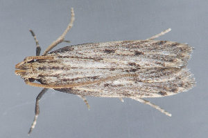  ( - MDOK-1999)  @12 [ ] Copyright (2010) Unspecified Unspecified