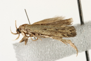  ( - MDOK-1648)  @12 [ ] CreativeCommons - Attribution (2009) CBG Photography Group Centre for Biodiversity Genomics