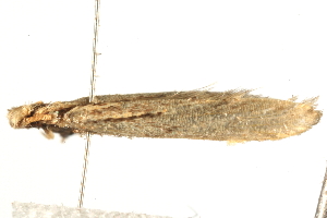  ( - MDOK-1650)  @12 [ ] CreativeCommons - Attribution (2009) CBG Photography Group Centre for Biodiversity Genomics