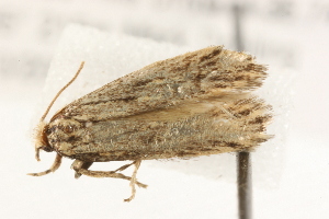  ( - MDOK-1657)  @12 [ ] CreativeCommons - Attribution (2009) CBG Photography Group Centre for Biodiversity Genomics