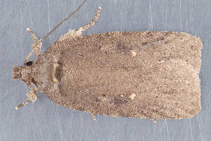  (Agonopterix argillacea - MDOK-2973)  @14 [ ] Copyright (2010) Unspecified Unspecified