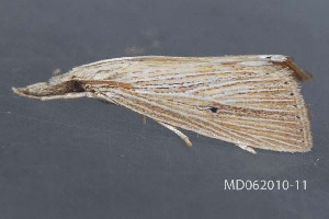  ( - MDOK-4066)  @12 [ ] CreativeCommons - Attribution Non-Commercial No Derivatives (2010) Mark J. Dreiling Unspecified