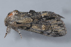  ( - MDOK-3311)  @12 [ ] Copyright (2010) Unspecified Unspecified