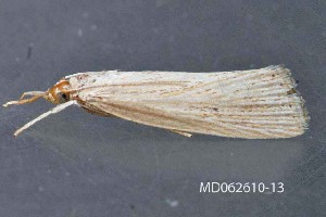  ( - MDOK-4093)  @12 [ ] CreativeCommons - Attribution Non-Commercial No Derivatives (2010) Mark J. Dreiling Unspecified