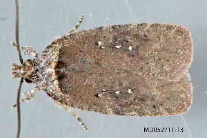  (Agonopterix clemensella - MDOK-4436)  @12 [ ] CreativeCommons - Attribution Non-Commercial No Derivatives (2011) Mark J. Dreiling Unspecified