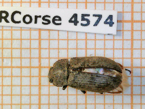  (Gonocephalum rusticum - BC-LPRCorse4574)  @11 [ ] Copyright (2020) Julien Touroult Museum national d'Histoire naturelle