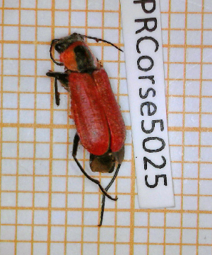  (Clanoptilus rufus - BC-LPRCorse5025)  @11 [ ] By-SA Creative Common (2020) Julien Touroult Museum national d'Histoire naturelle, Paris