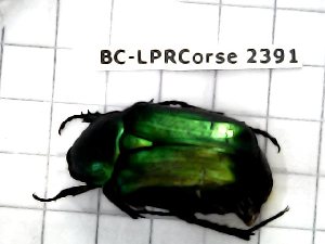  ( - BC-LPRCorse2391)  @11 [ ] Copyright (2020) Lionel Valladares Ecole d'Ingénieurs de Purpan