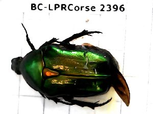  ( - BC-LPRCorse2396)  @11 [ ] Copyright (2020) Lionel Valladares Ecole d'Ingénieurs de Purpan