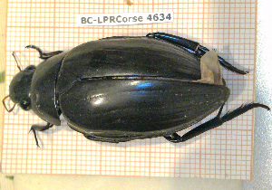  ( - BC-LPRCorse4634)  @11 [ ] Copyright (2020) Julien Touroult Museum national d'Histoire naturelle